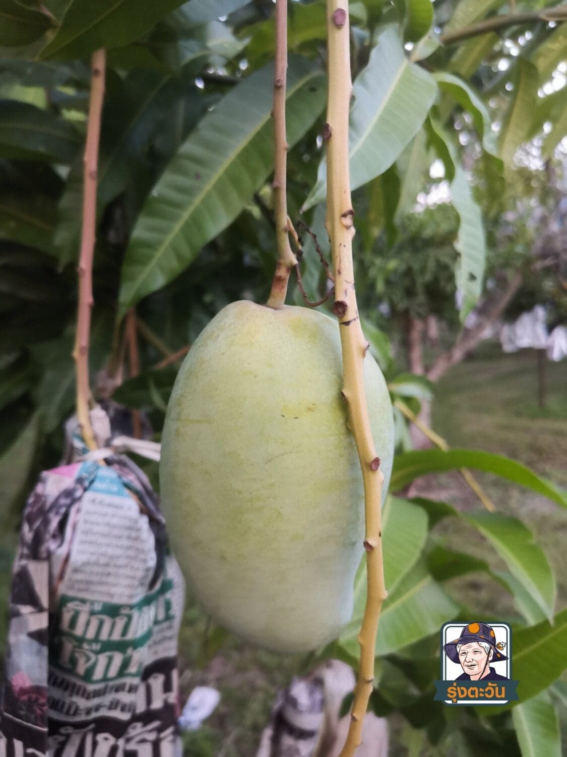 มะม่วงแรด อ.แม่ใจ