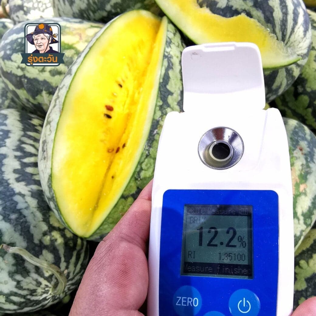 แตงโมสด อ.แม่ใจ จังหวัดพะเยา