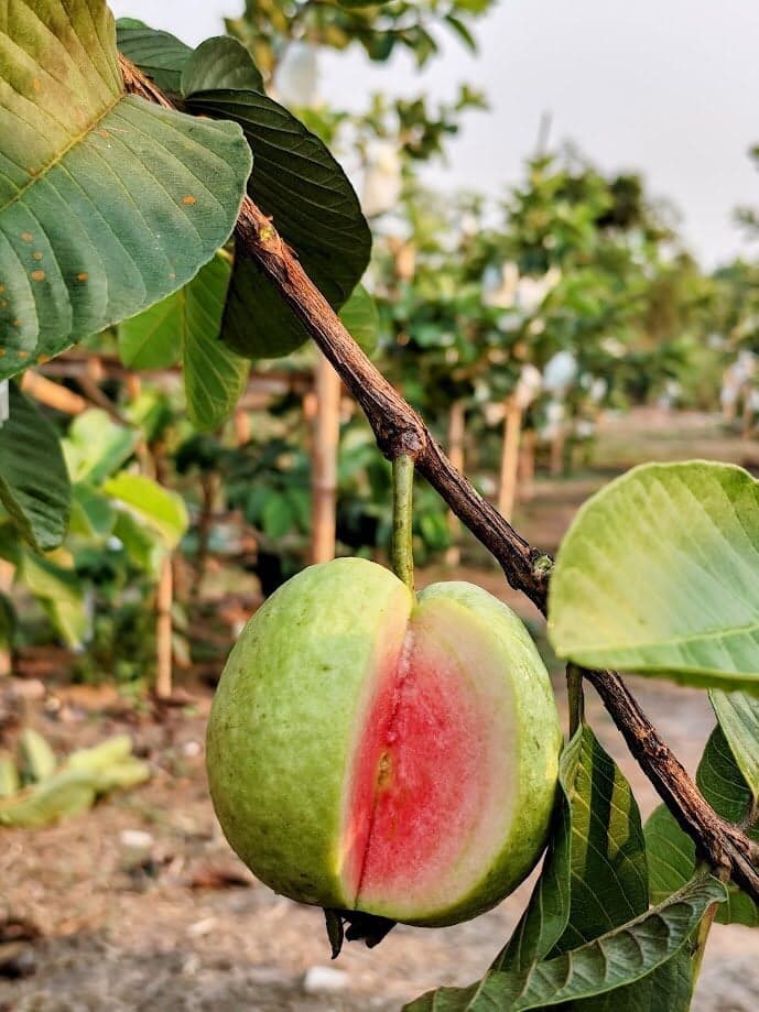 ฝรั่งไส้แดง \u0022หงเป่าสือ\u0022