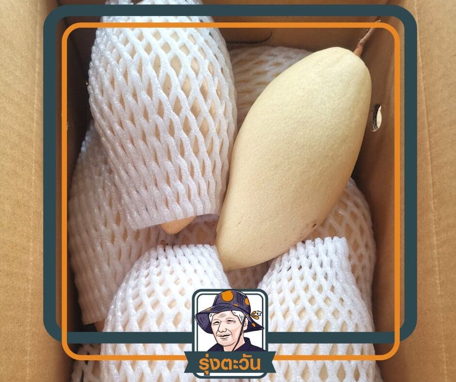 มะม่วงน้ำดอกไม้สีทอง สวนรุ่งตะวัน