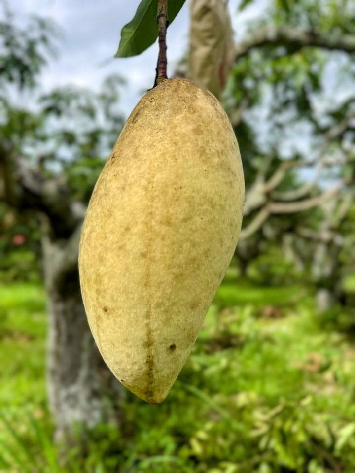 มะม่วงงามช้างแดง คละไซส์