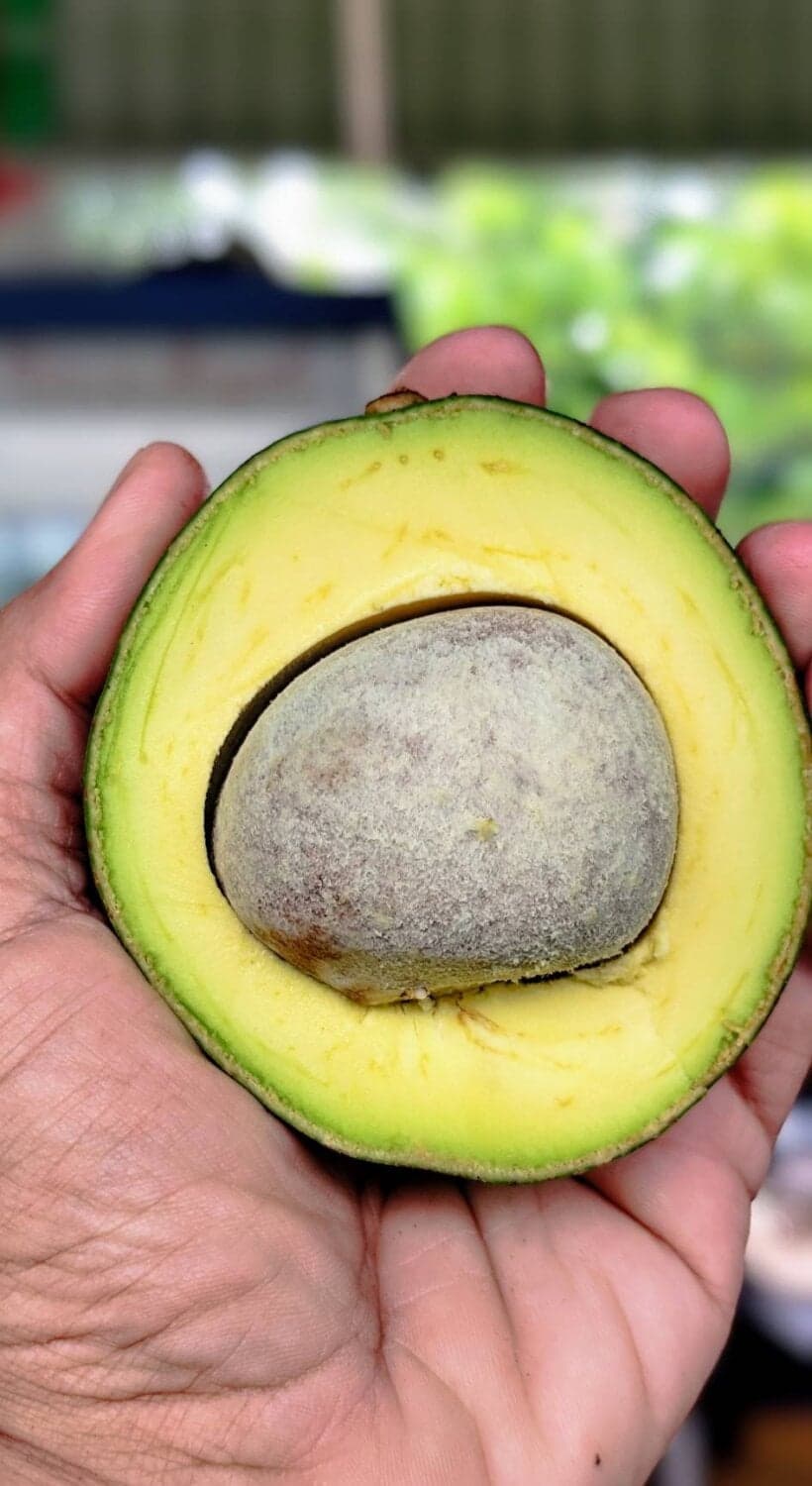 อโวคาโด บูธ 7 อ.แม่ใจ