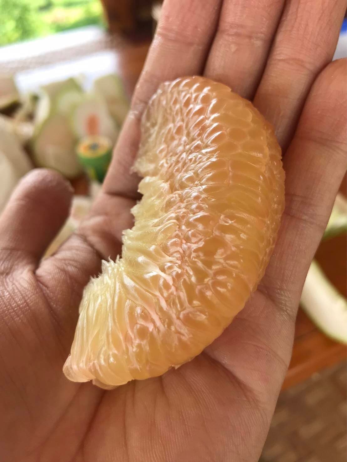 ส้มโอทองดี อ.เวียงแก่น เชียงราย