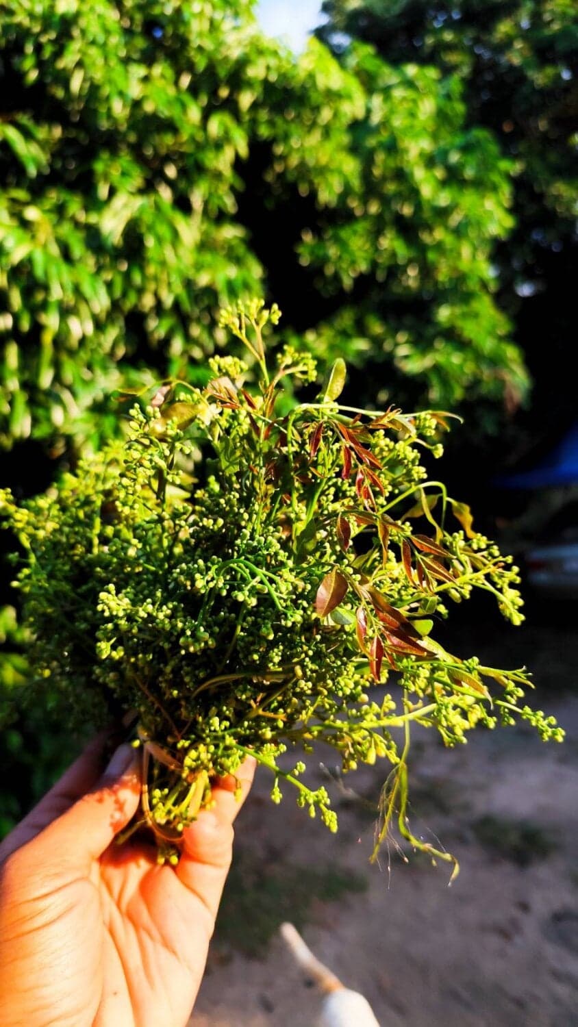 สะเดาสด สายพันธุ์ขาวผ่อง