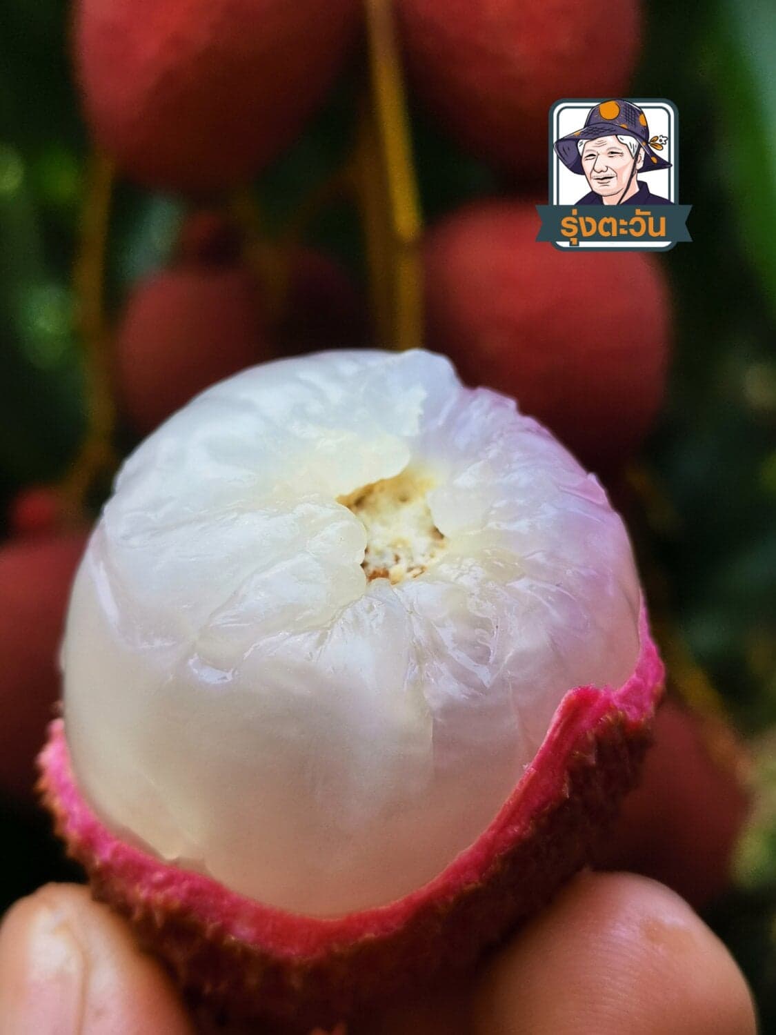 ลิ้นจี่นครพนม อำเภอแม่ใจ จังหวัดพะเยา