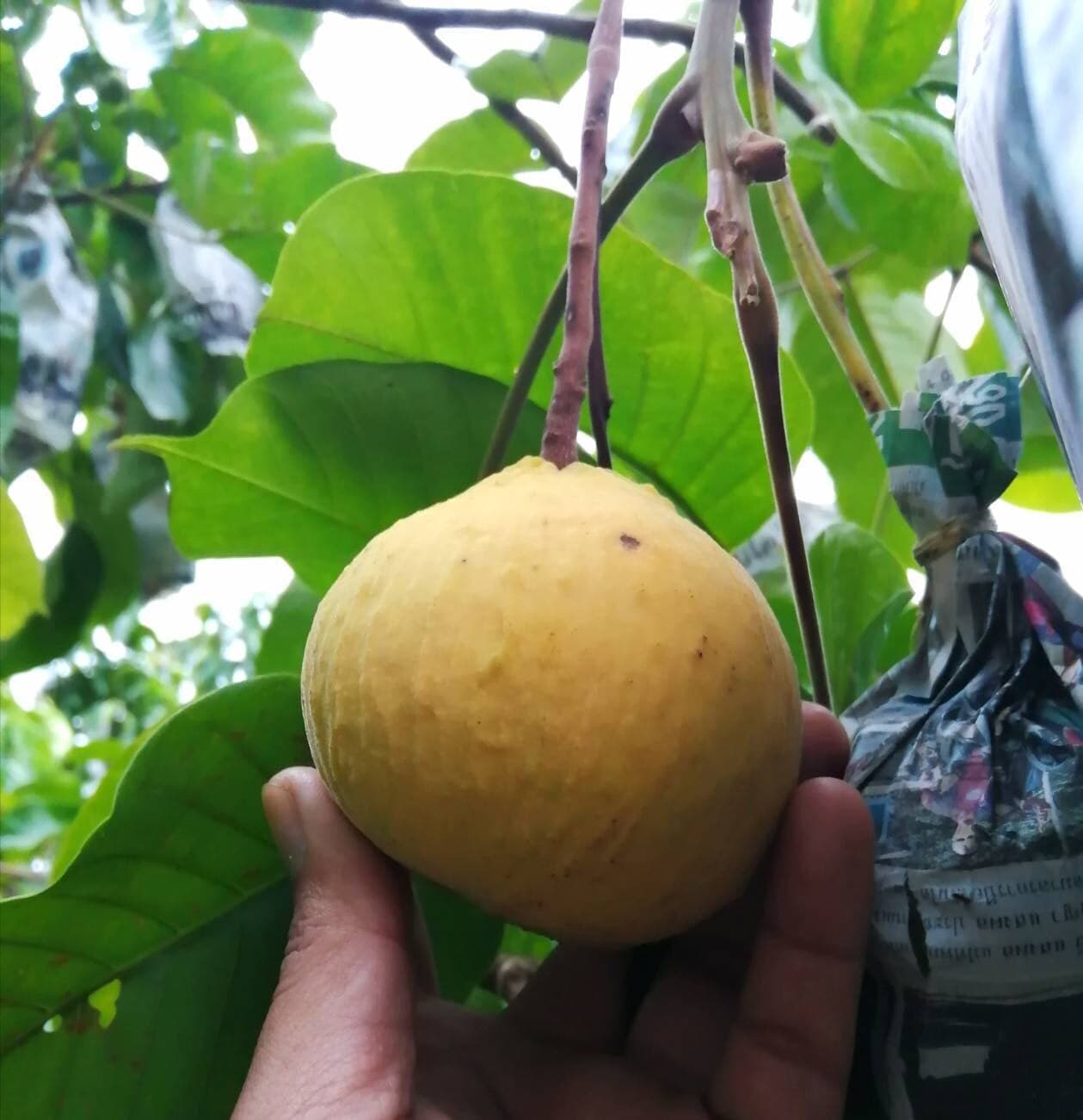 กระท้อนทับทิม จ.พะเยา