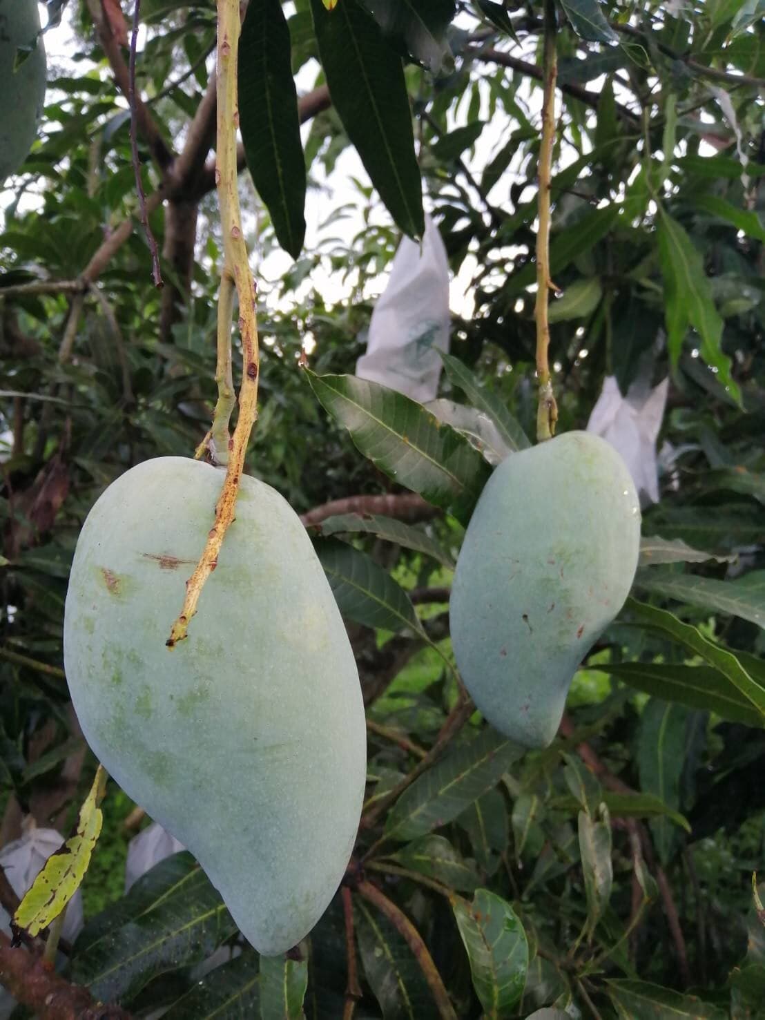 มะม่วงน้ำดอกไม้มัน คละไซส์