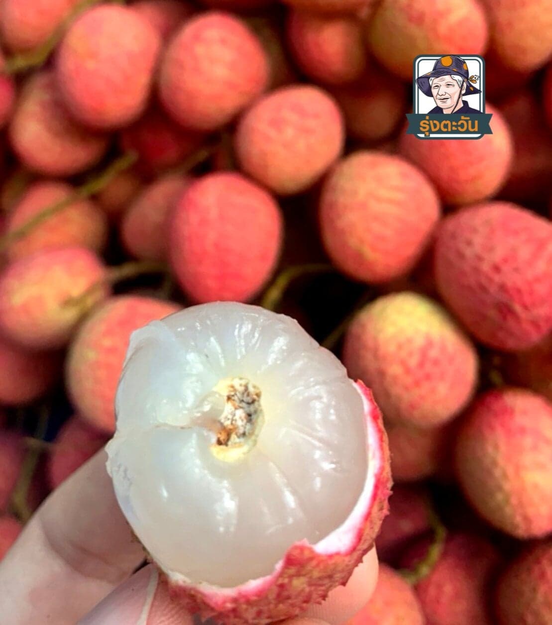 ลิ้นจี่ฮงฮวย อ.แม่ใจ