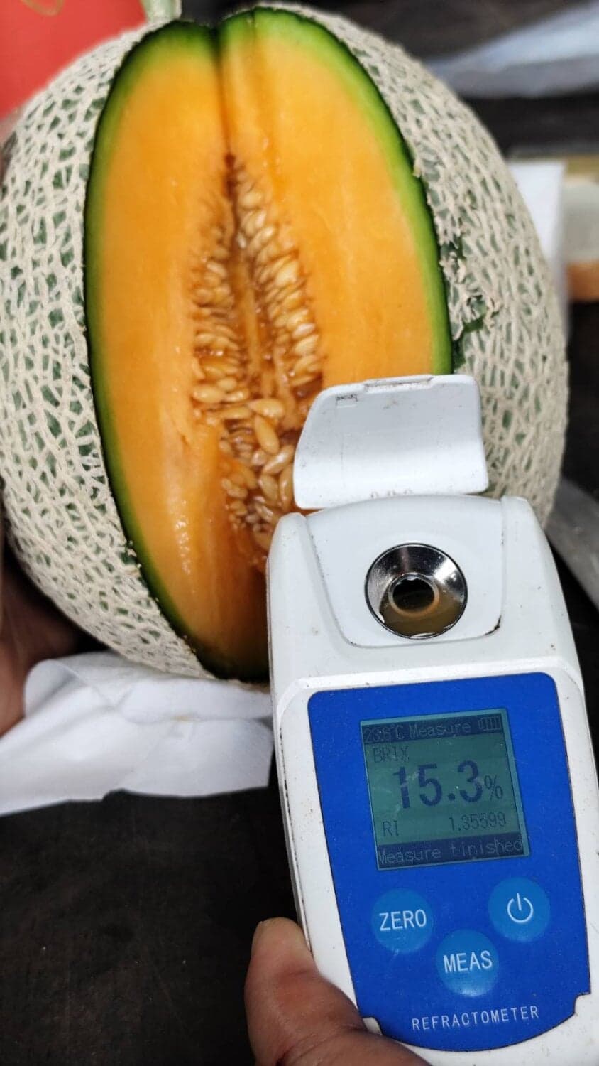 เมล่อนสวนรุ่งตะวัน พันธุ์จันทร์ฉาย