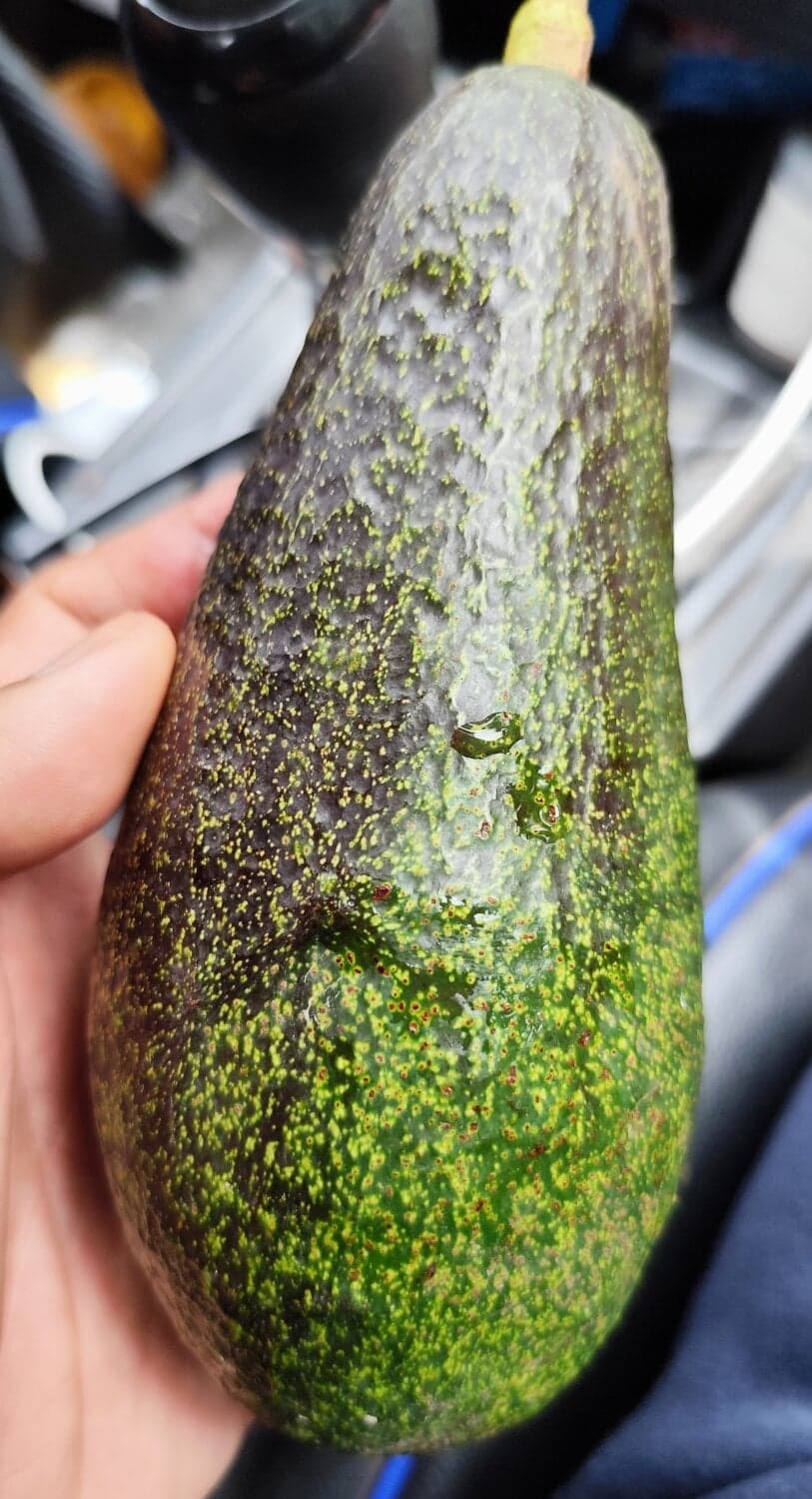 อโวคาโดสายพันธุ์พบพระ 08