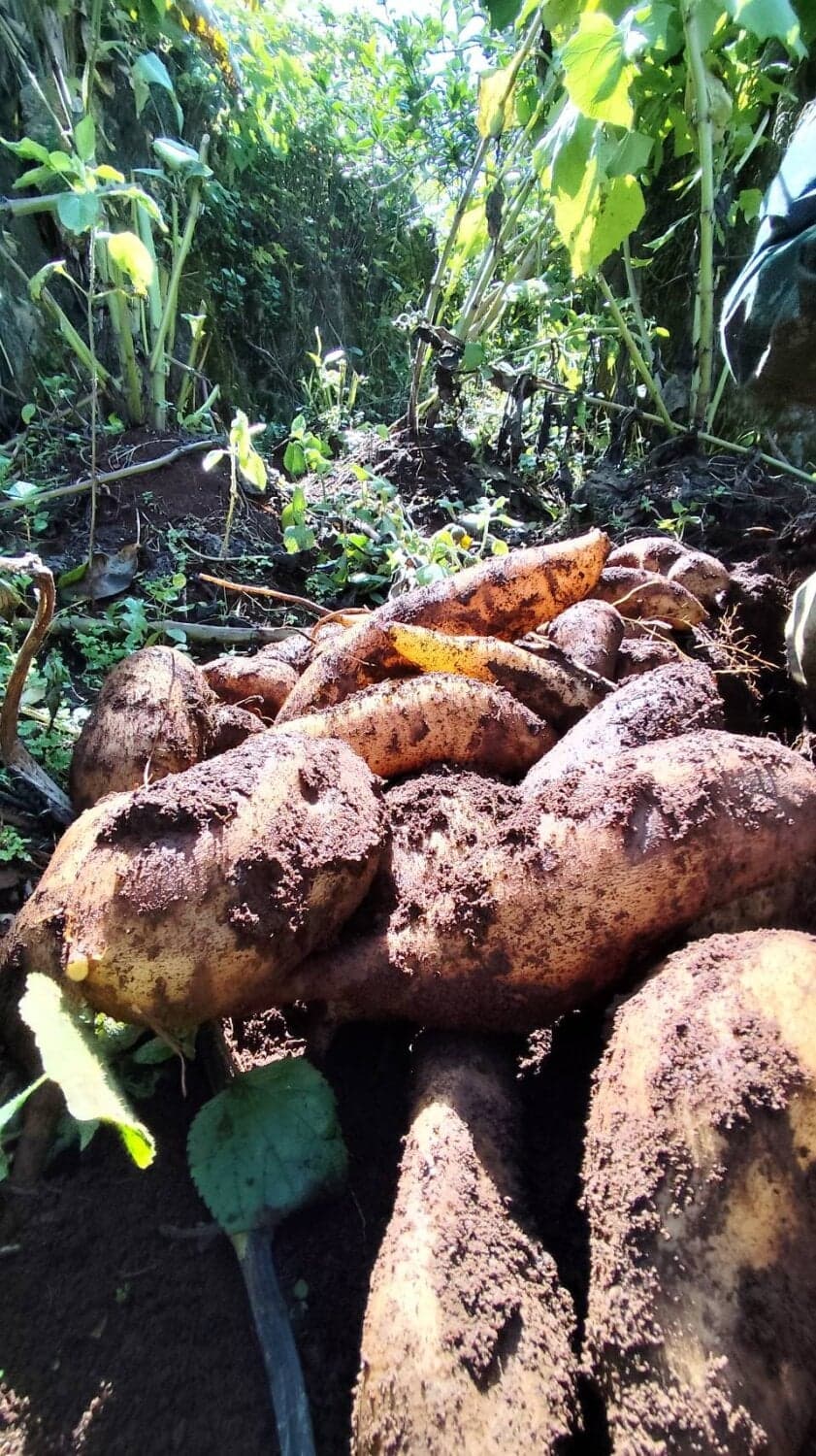 บัวหิมะ สดจากยอดเขา