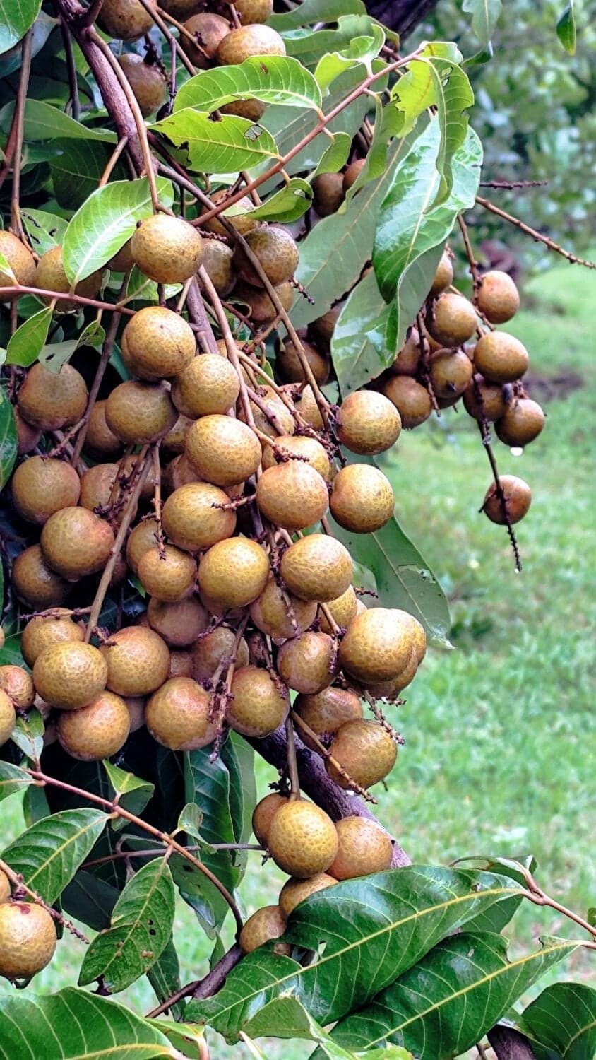 ลำไยสด เพชรเวียงพิงค์ / อีดิ