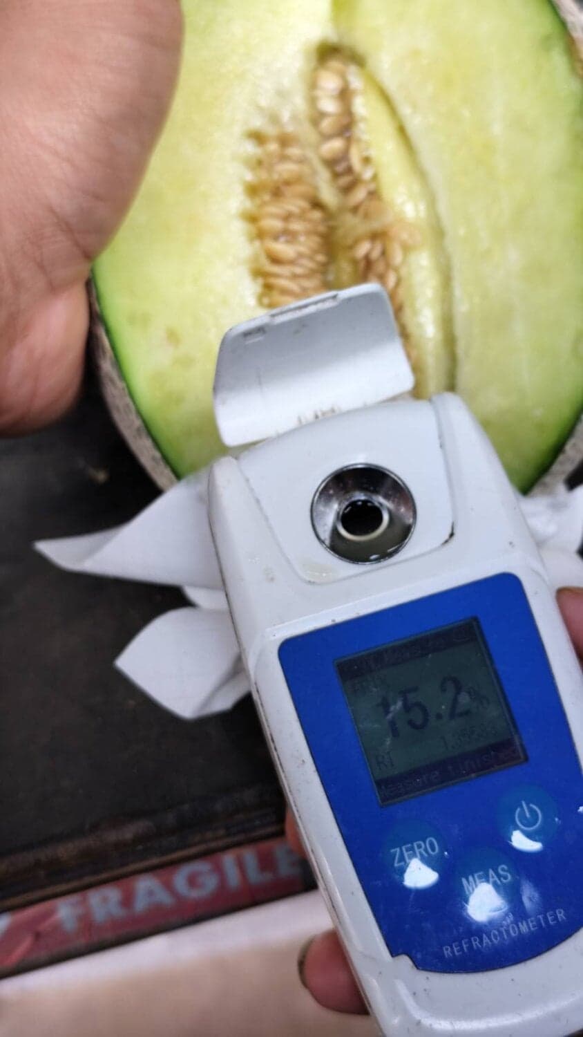 เมล่อนสวนรุ่งตะวัน Yokubo Queen