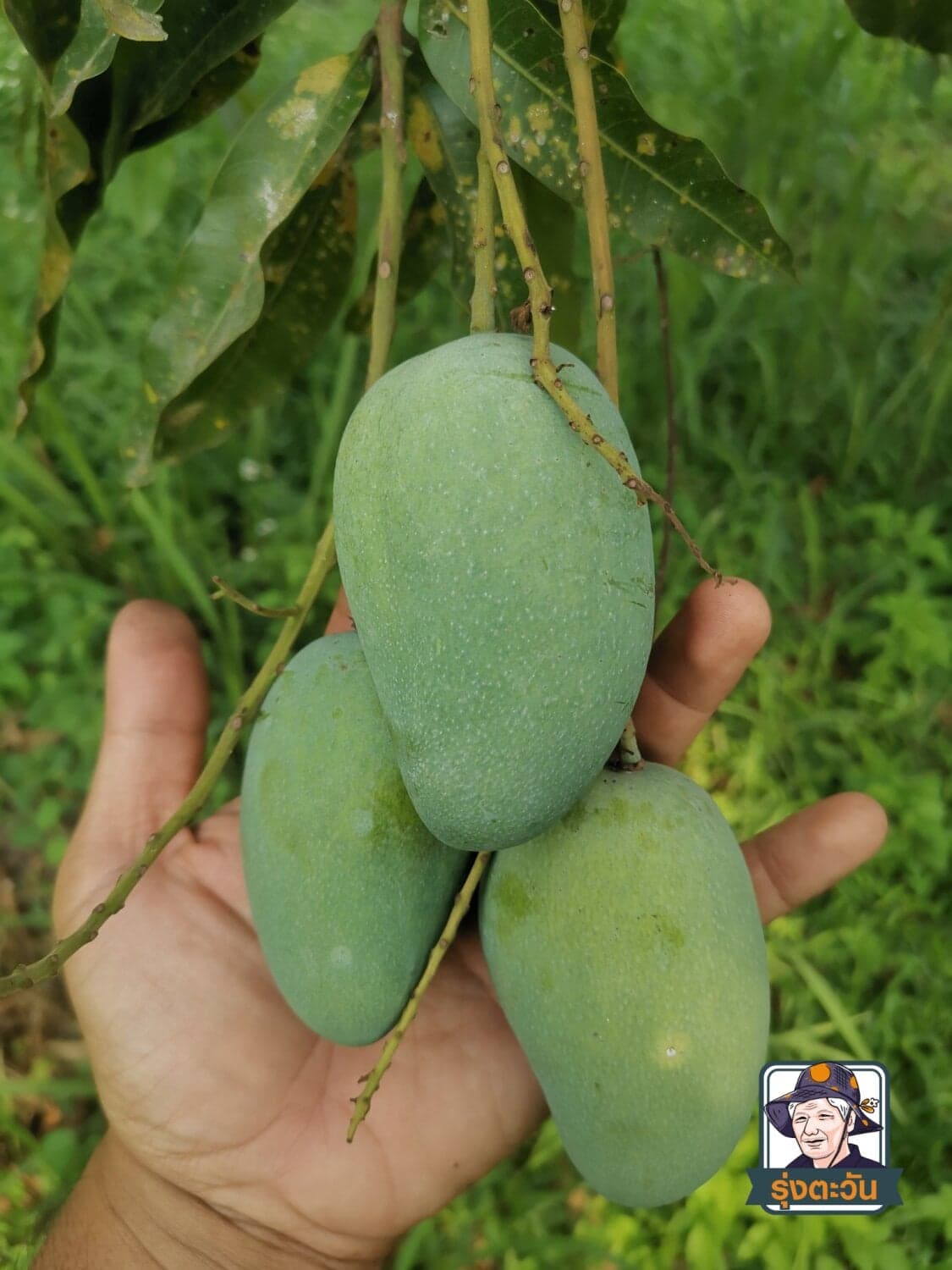 มะม่วงอกร่องเขียว สวนรุ่งตะวัน