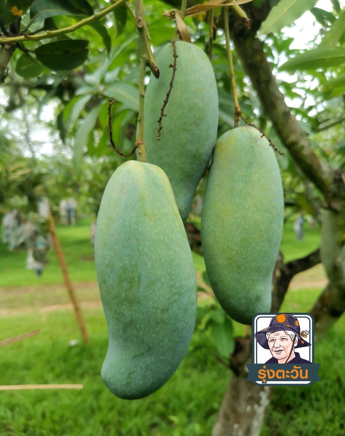 มะม่วงแก้วลืมรัง แก้วลืมคอน
