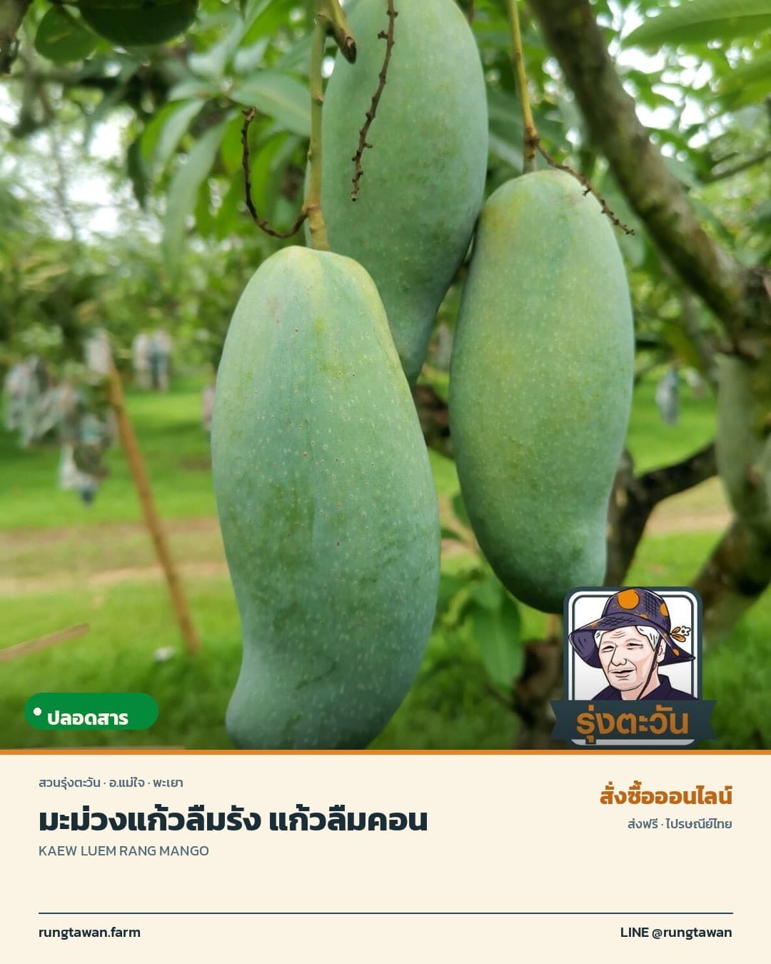 มะม่วงแก้วลืมรัง หรือ แก้วลืมคอน คละไซส์ 1
