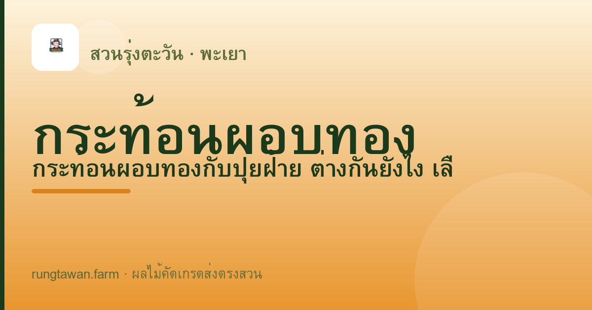 กระท้อนผอบทอง — สวนรุ่งตะวัน พะเยา