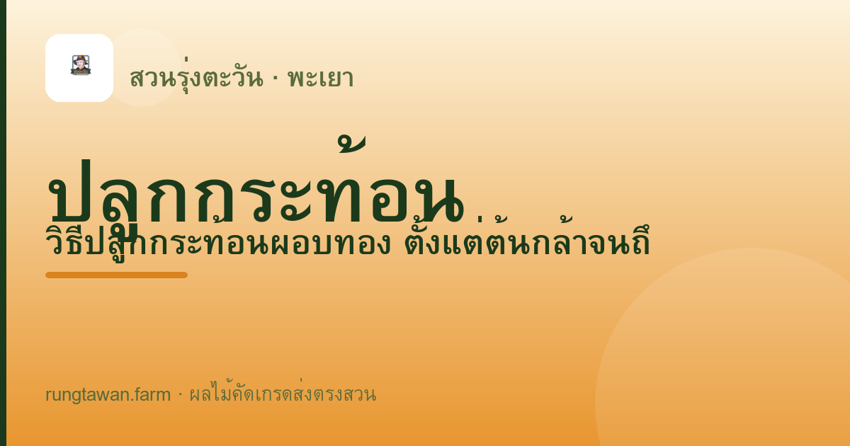ปลูกกระท้อน — สวนรุ่งตะวัน พะเยา