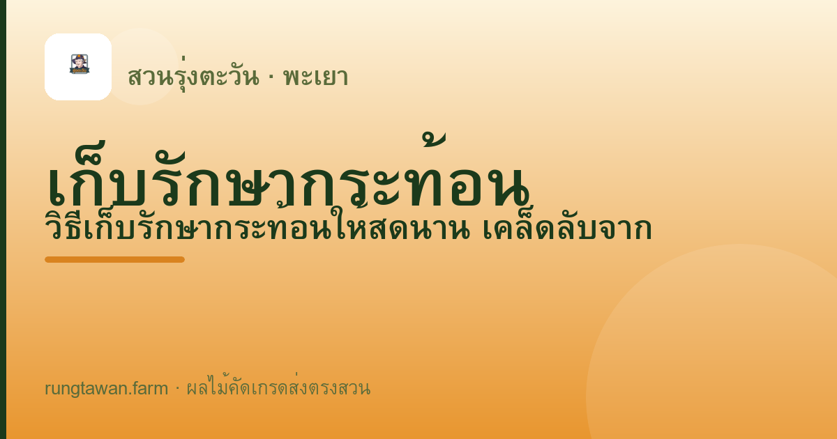 เก็บรักษากระท้อน — สวนรุ่งตะวัน พะเยา