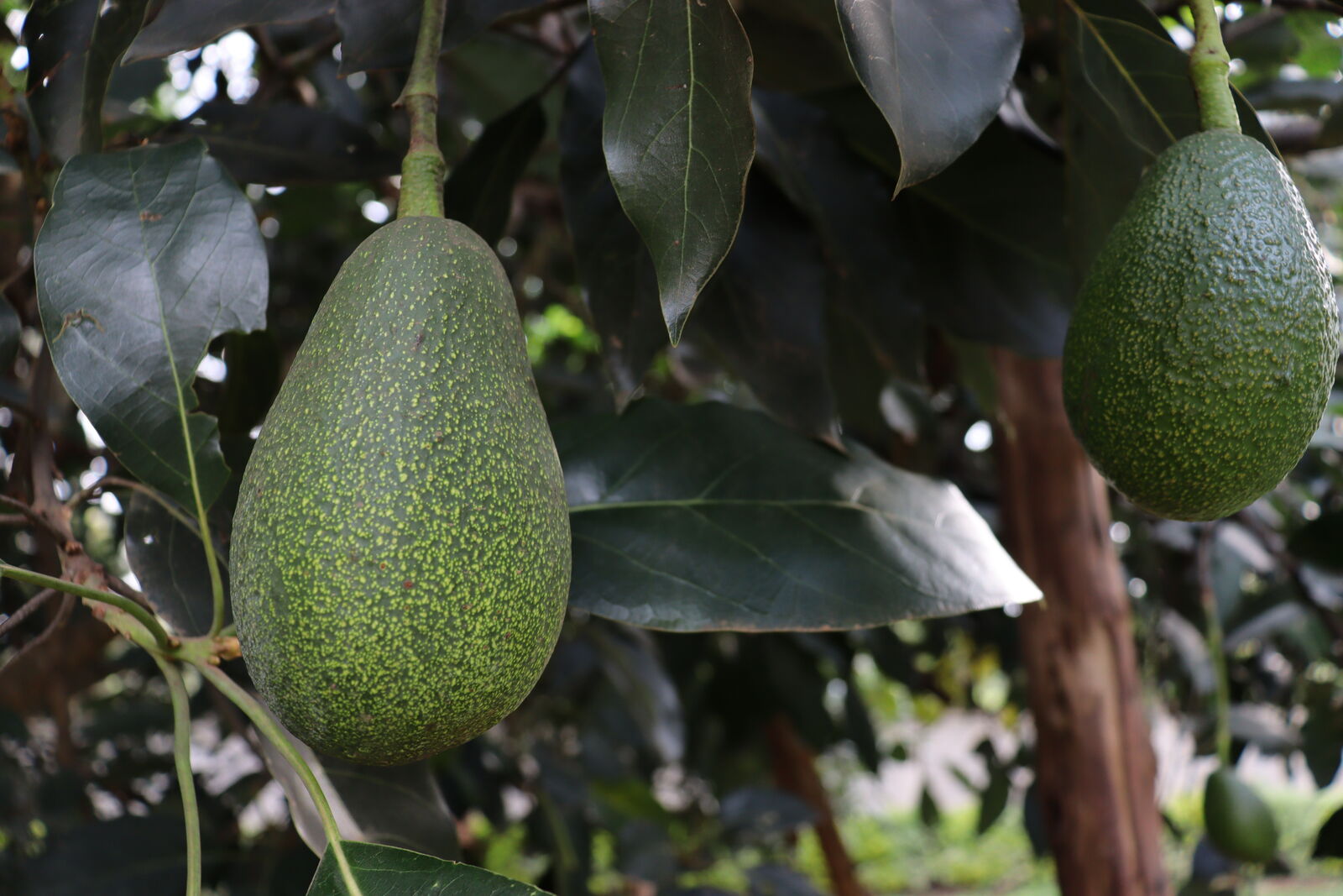 ภาพประกอบ: ผลอะโวคาโดสีเขียวห้อยอยู่บนต้นในสวน