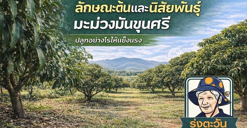 ลักษณะต้นและนิสัยพันธุ์มะม่วงมันขุนศรี ปลูกอย่างไรให้แข็งแรง