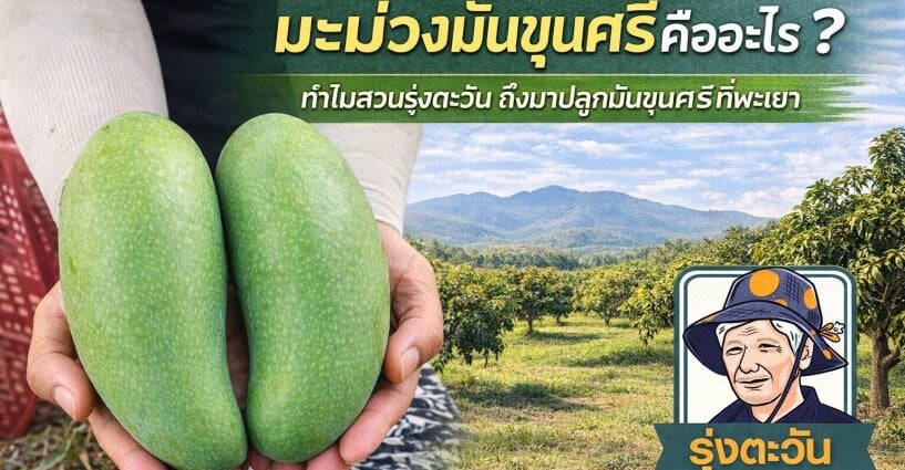 มะม่วงมันขุนศรีคืออะไร?