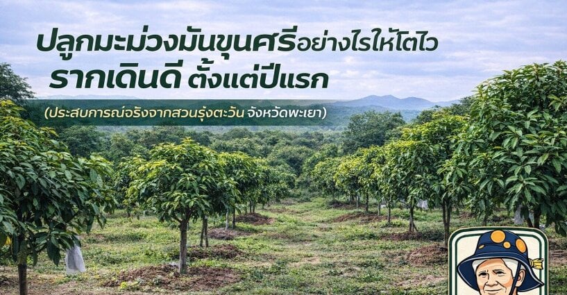 ปลูกมะม่วงมันขุนศรีอย่างไรให้โตไว รากเดินดี ตั้งแต่ปีแรก