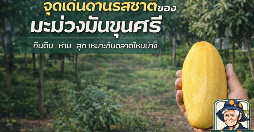 จุดเด่นด้านรสชาติของมะม่วงมันขุนศรี