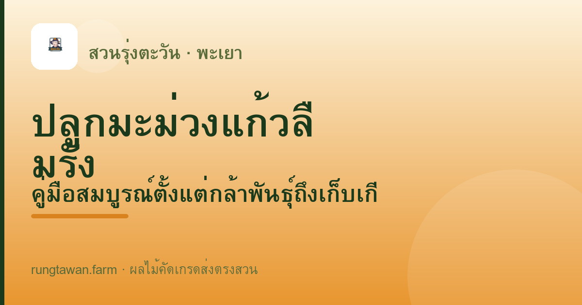ปลูกมะม่วงแก้วลืมรัง — สวนรุ่งตะวัน พะเยา