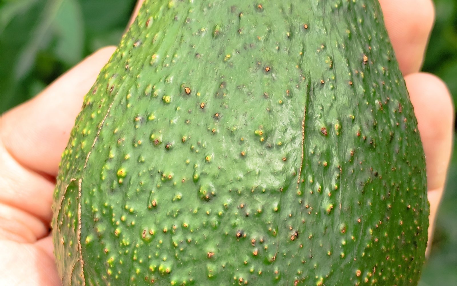 อะโวคาโดพิงค์เคอร์ตัน สุกดูยังไง กินยังไง