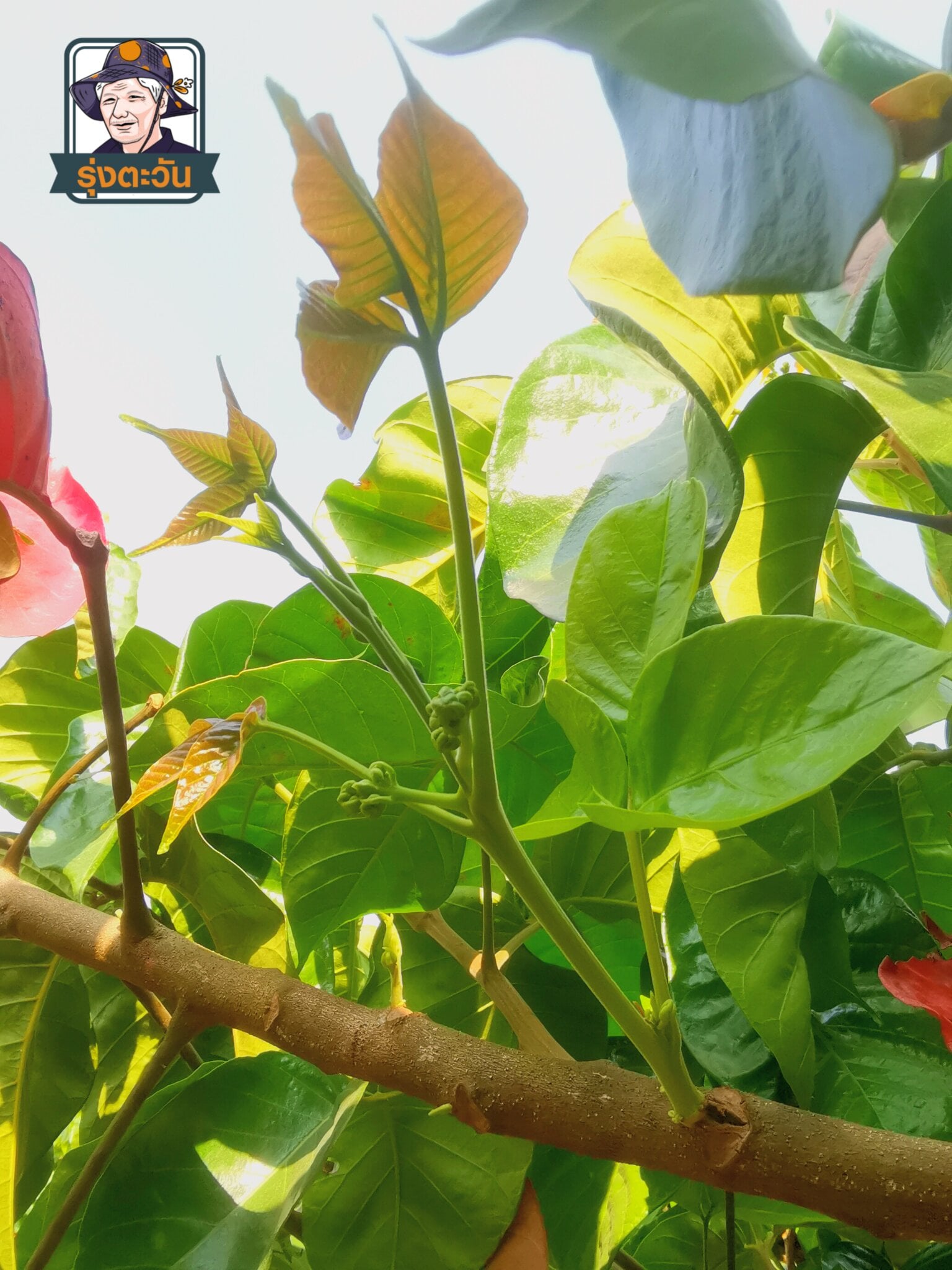 ช่อดอกกระท้อนปุยฝ้าย