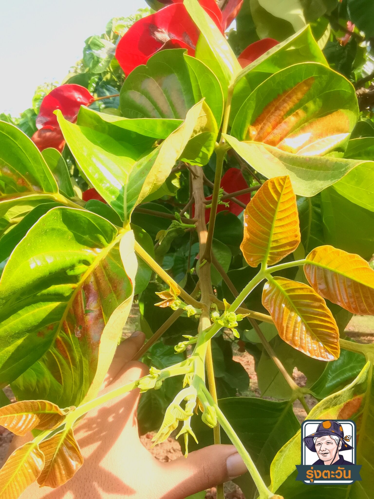 ช่อดอกกระท้อนปุยฝ้าย