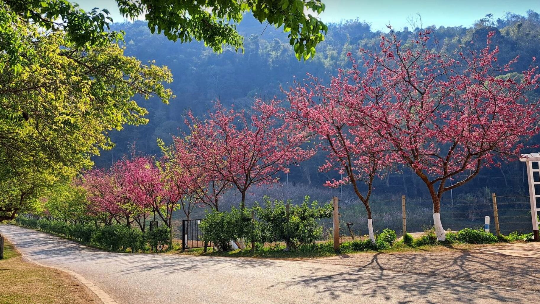 ซากุระญี่ปุ่น ในโครงการดอยหลวงอ่างขาง