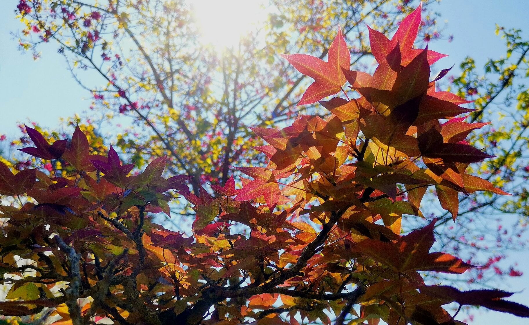 ต้นเมเปิลไต้หวัน-ในรูปแบบของบอนไซ