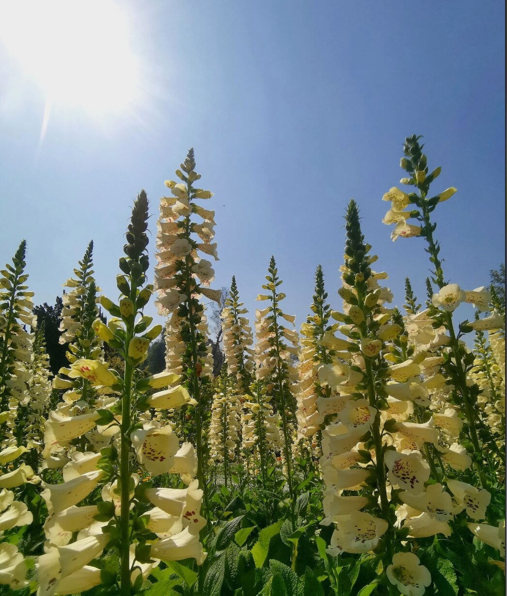 ดอกไม้ภายในสวน80