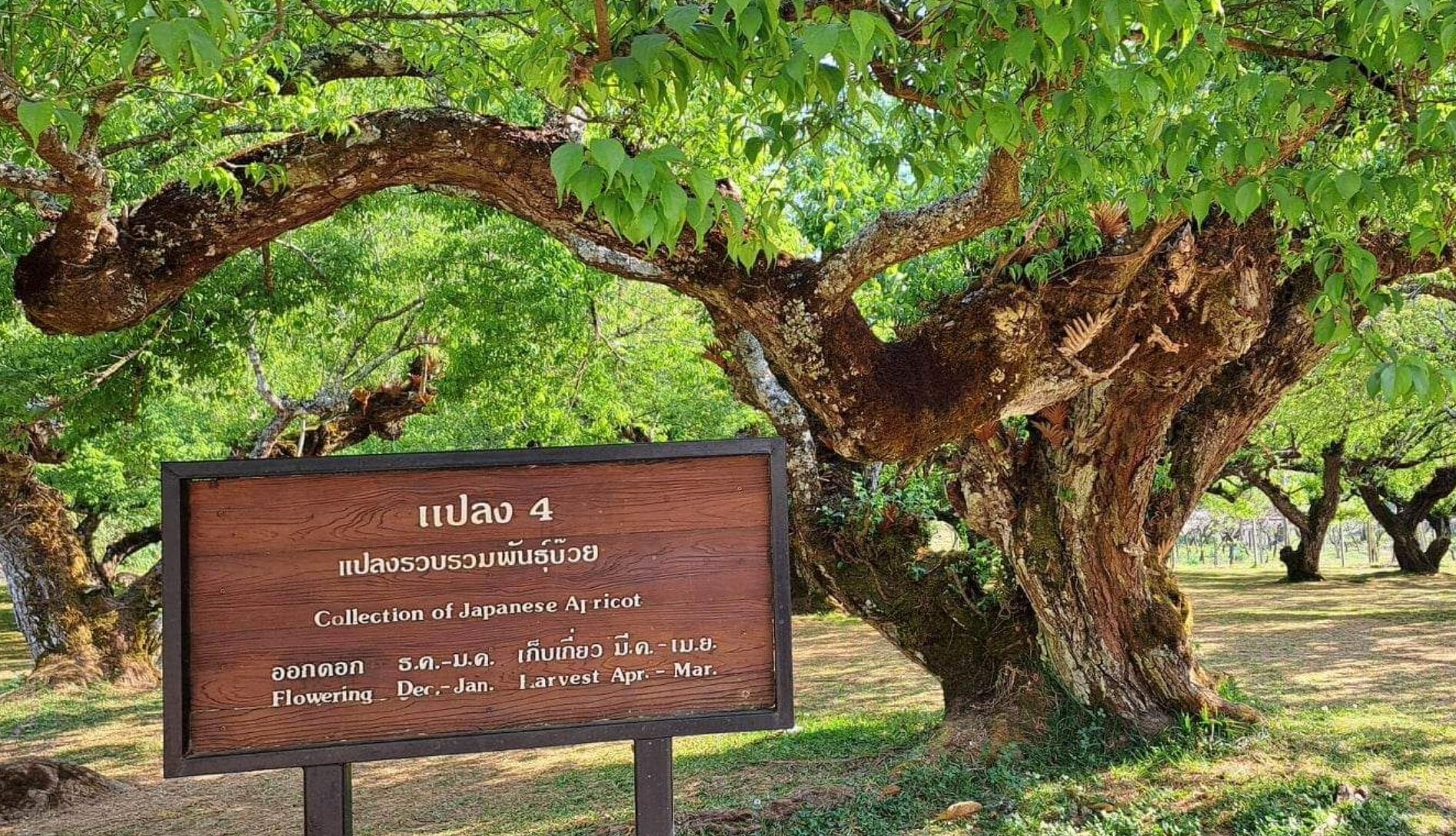 แปลงบ๊วยภาพในโครงการหลวงอ่างขาง