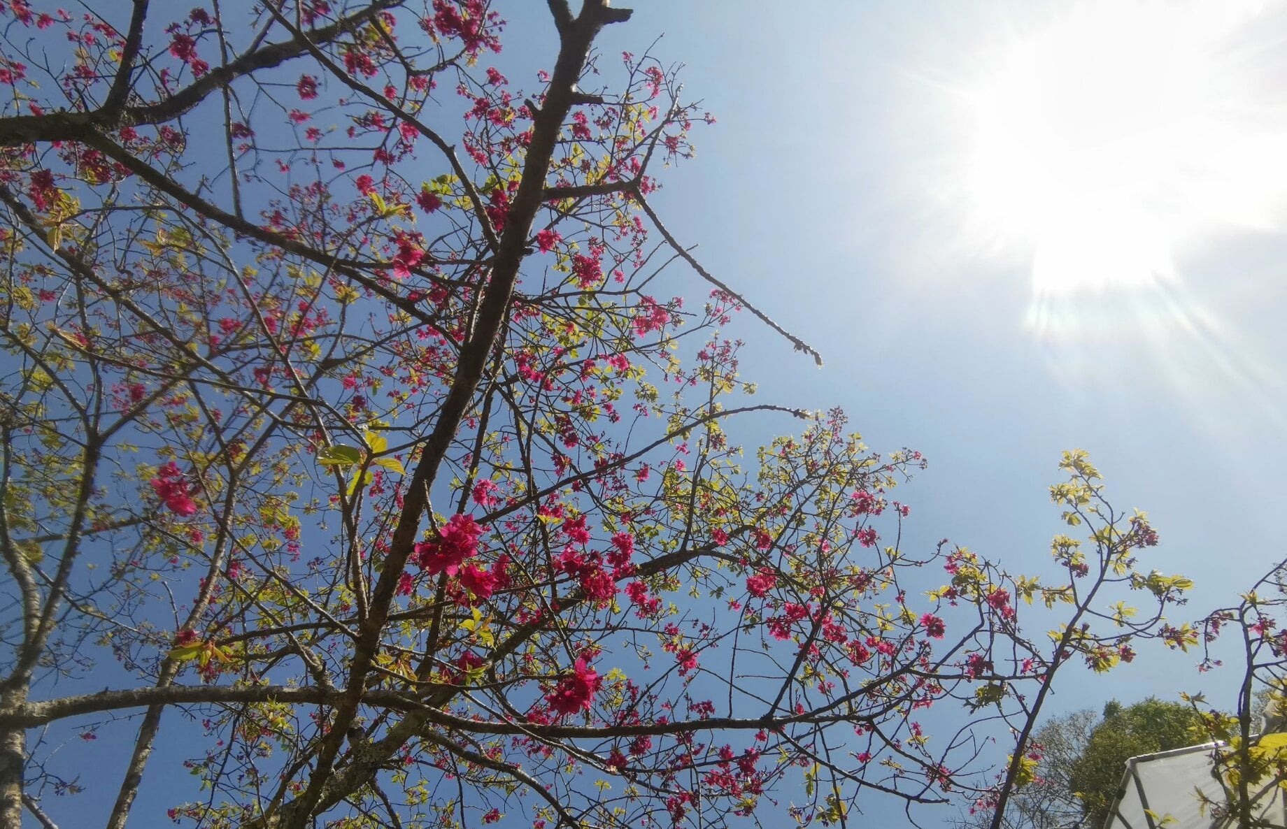 ต้นพญาเสือโคร่ง-ซากุระเมืองไทย