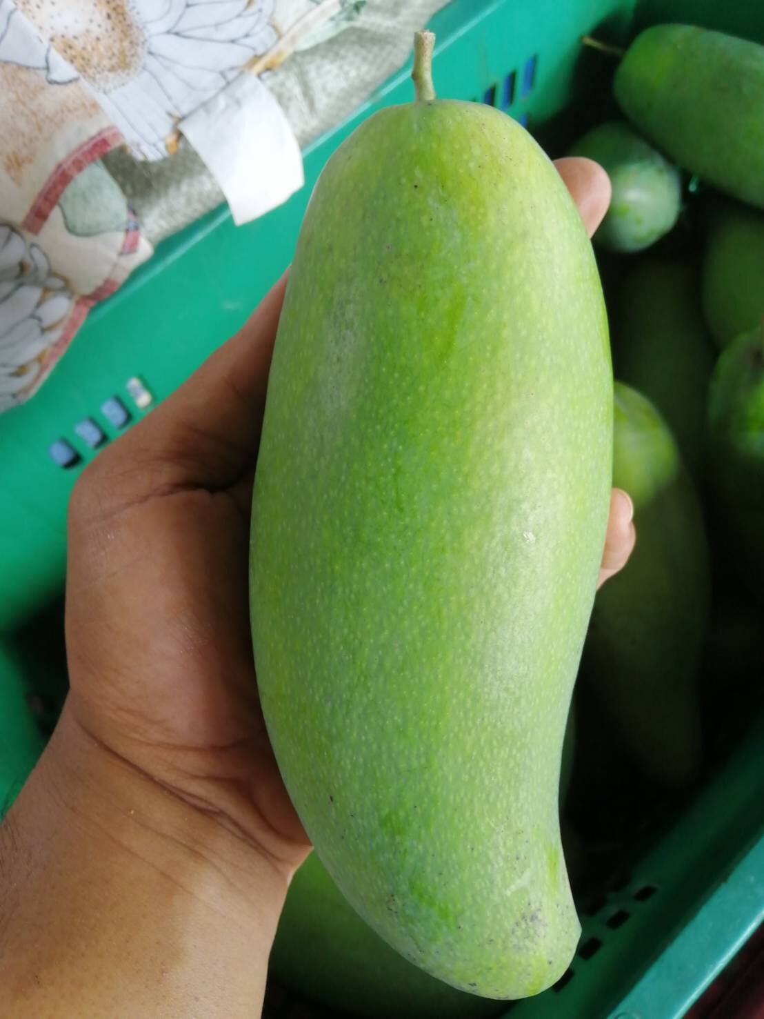 มะม่วงมันขุนศรี สวนรุ่งตะวัน จังหวัดพะเยา