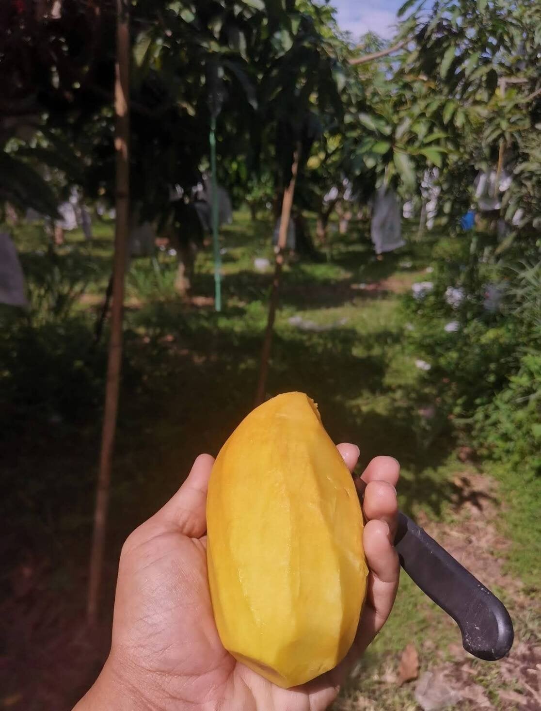 มะม่วงมันขุนศรี หัวเหลือง