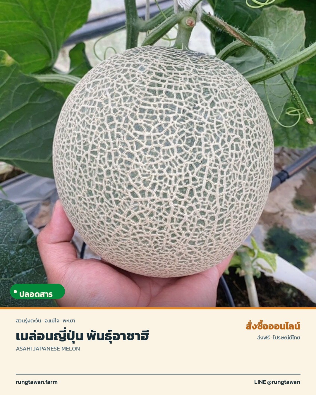 เมล่อนญี่ปุ่น พันธุ์อาซาฮี